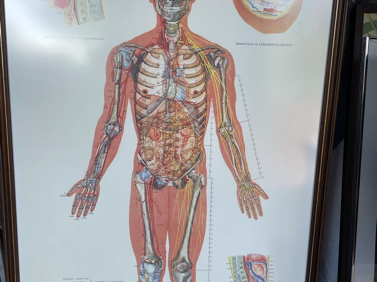 Billede 2 - Indrammede anatomi plakater