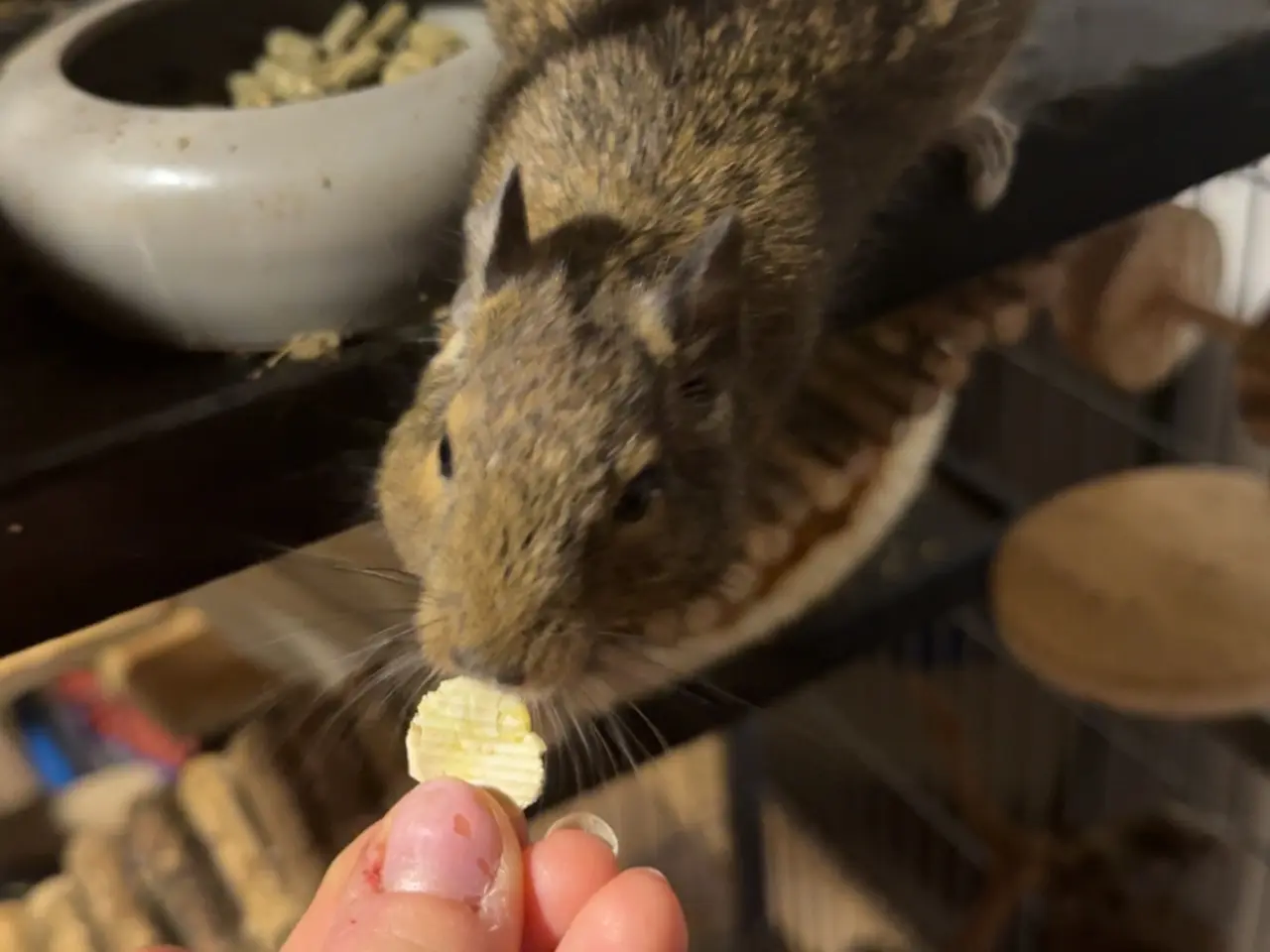 Billede 2 - To søde degu piger