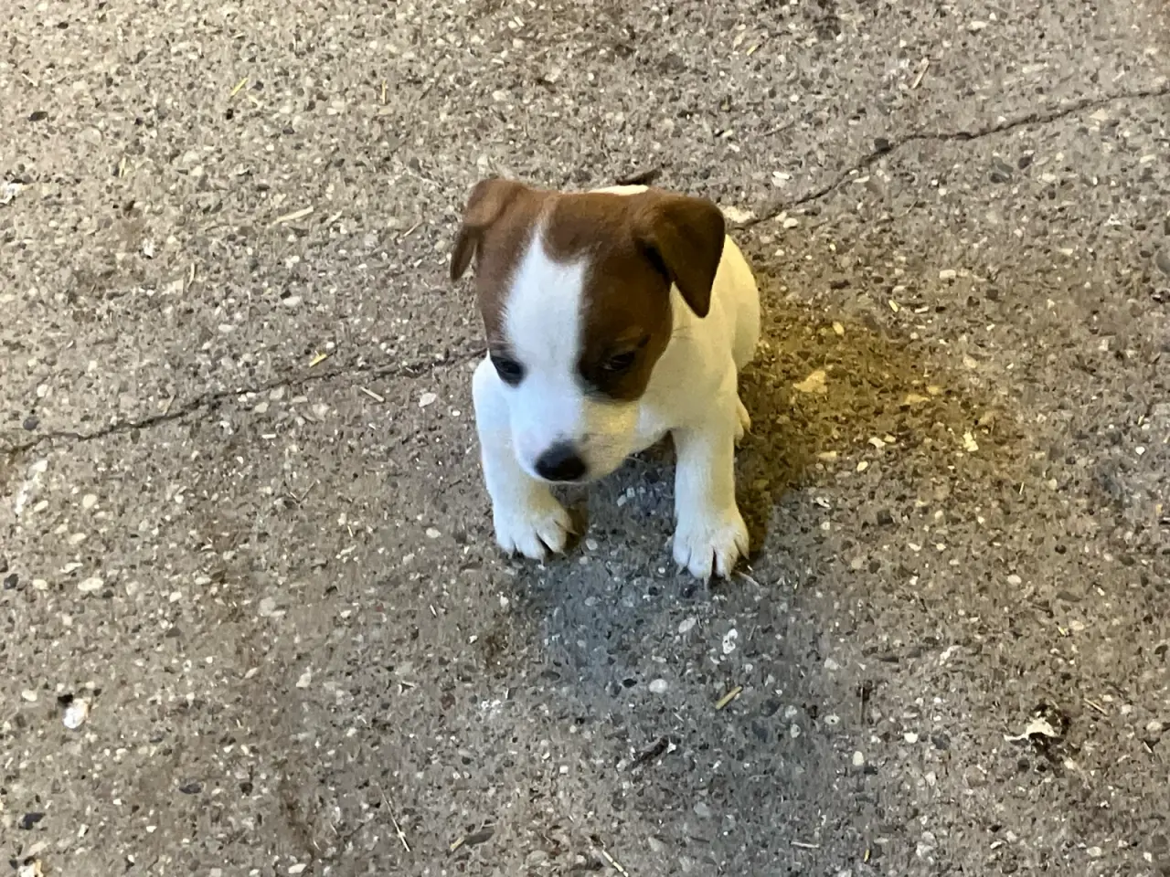 Billede 10 - Jack Russel hvalpe