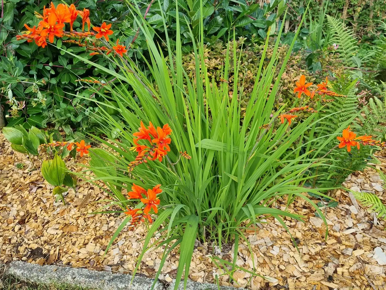 Billede 2 - Montbretia orange