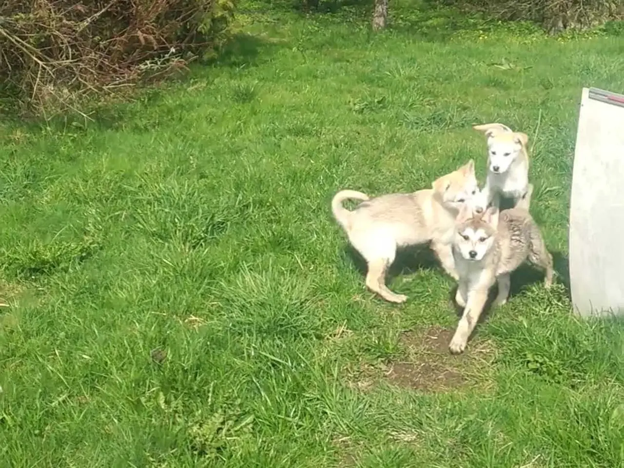 Billede 4 - Tamaskan/Timberdog 