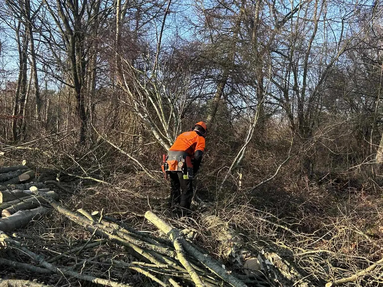 Billede 3 - Træfældning
