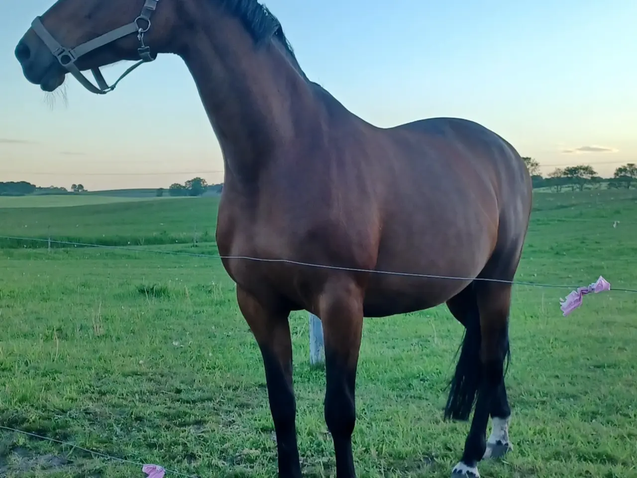 Billede 6 - Smuk trakehner hoppe