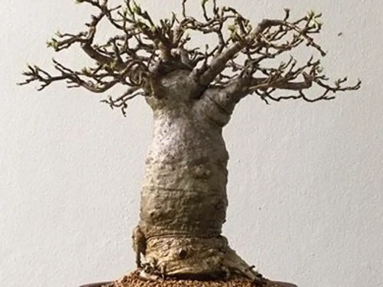 Billede 2 - 35 BaoBab frø