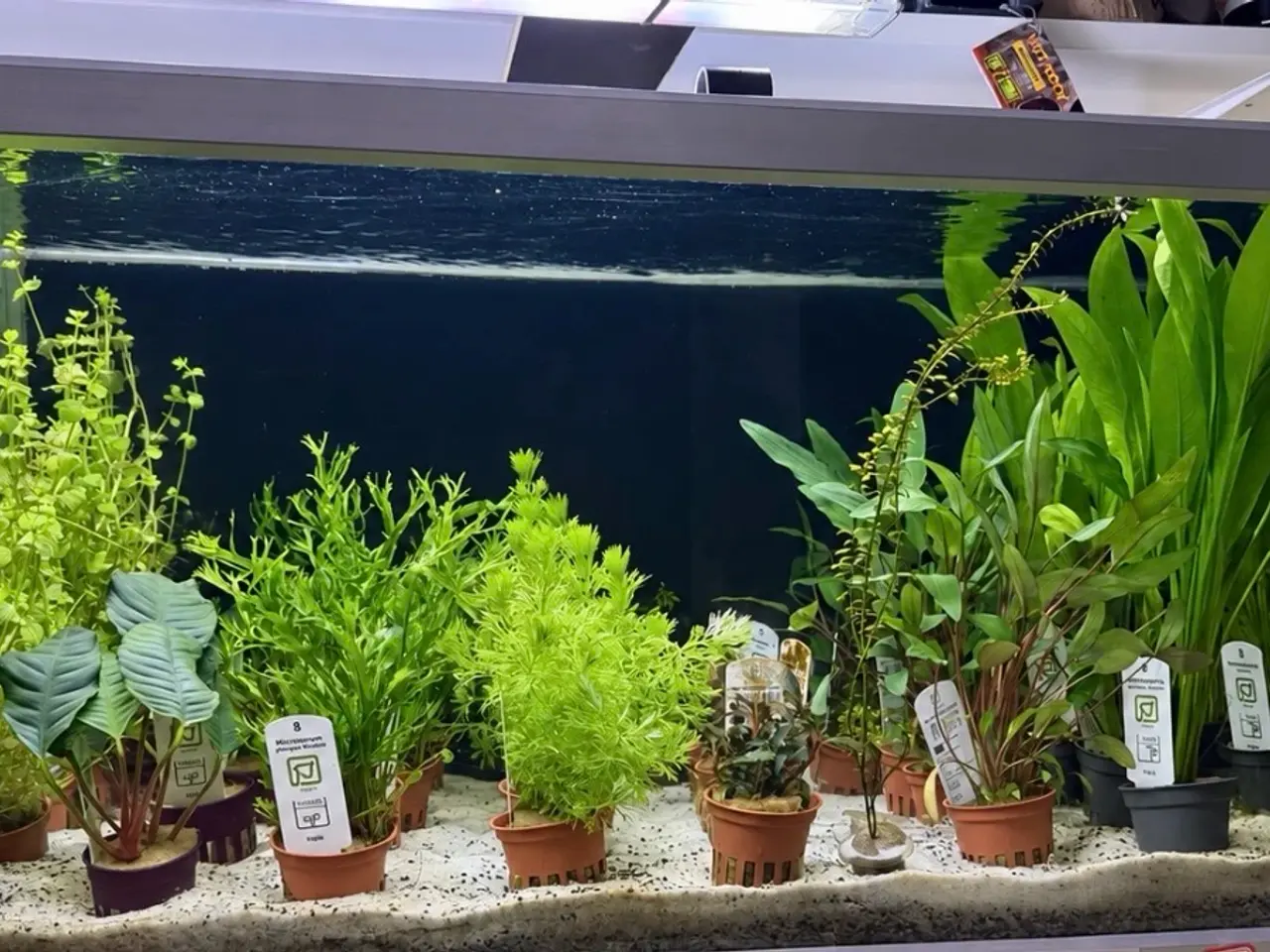 Billede 18 - 🩷 Wow mange flotte akvarieplanter 🩷