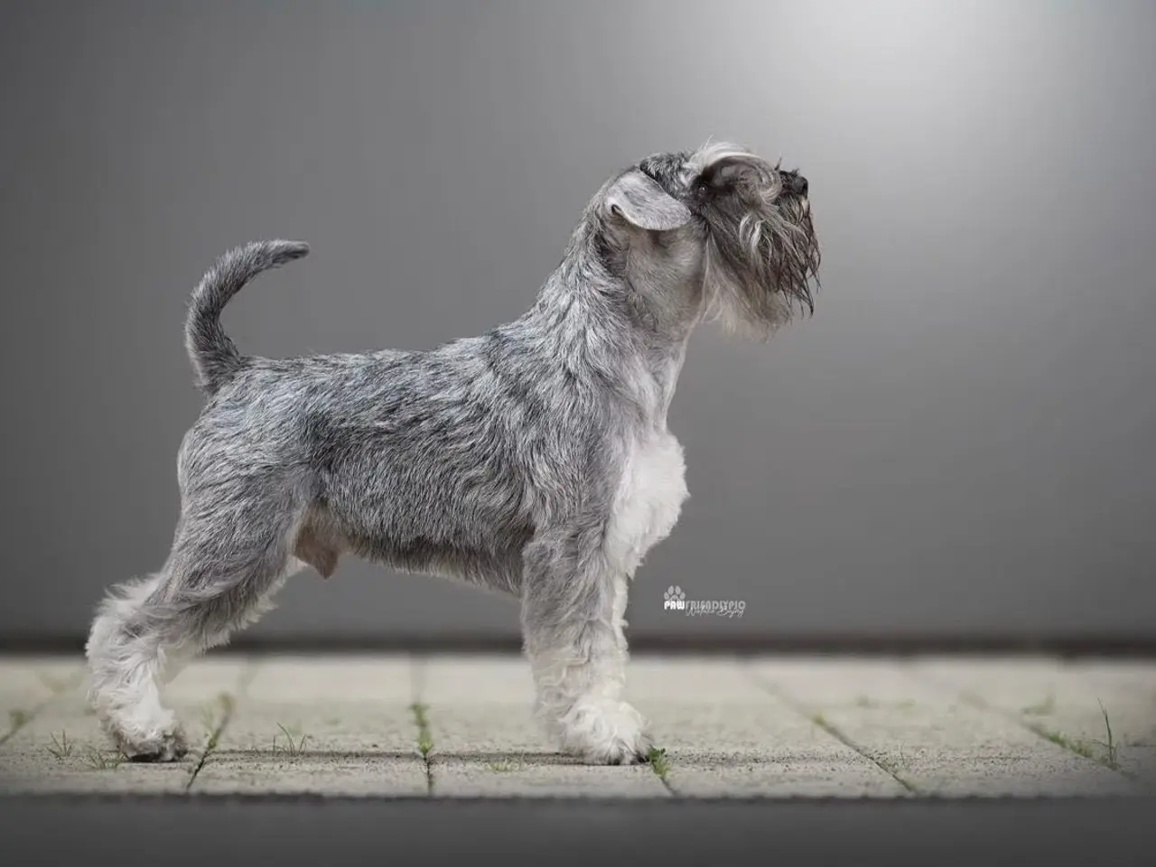 Billede 6 - Miniature Schnauzer – kommende kuld Garywild FCI