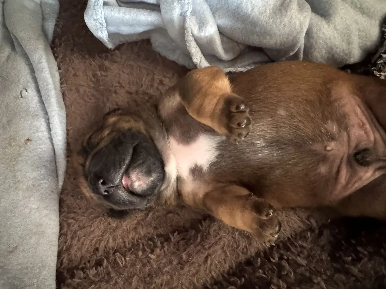 Billede 2 - Fransk Bulldog-hvalp søger hjem