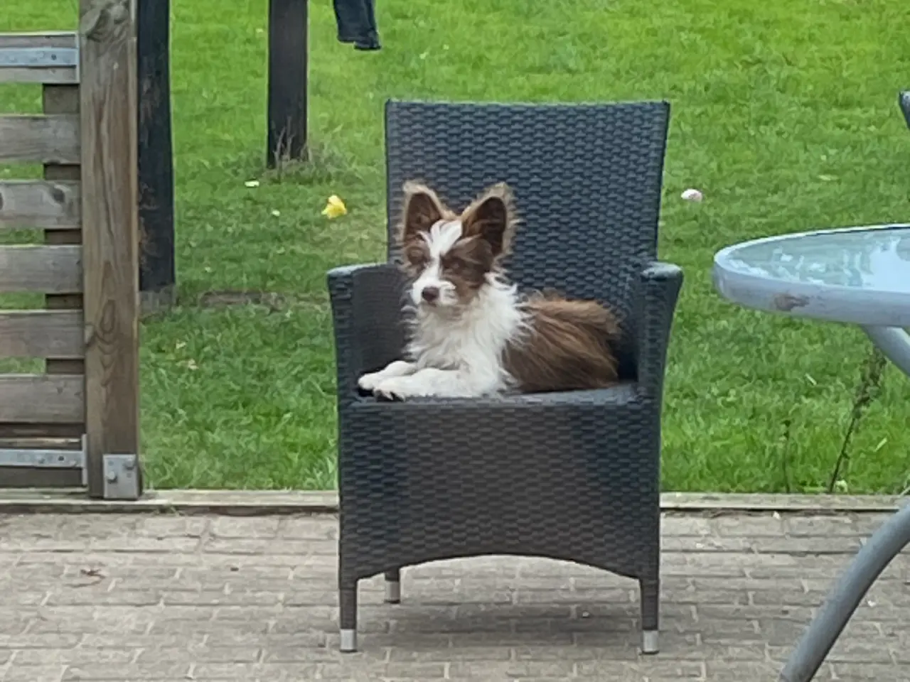 Billede 1 - Chinese crested Powder puff / Border collie