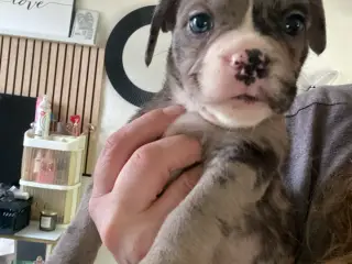 Fransk bulldog/ old english bulldog 
