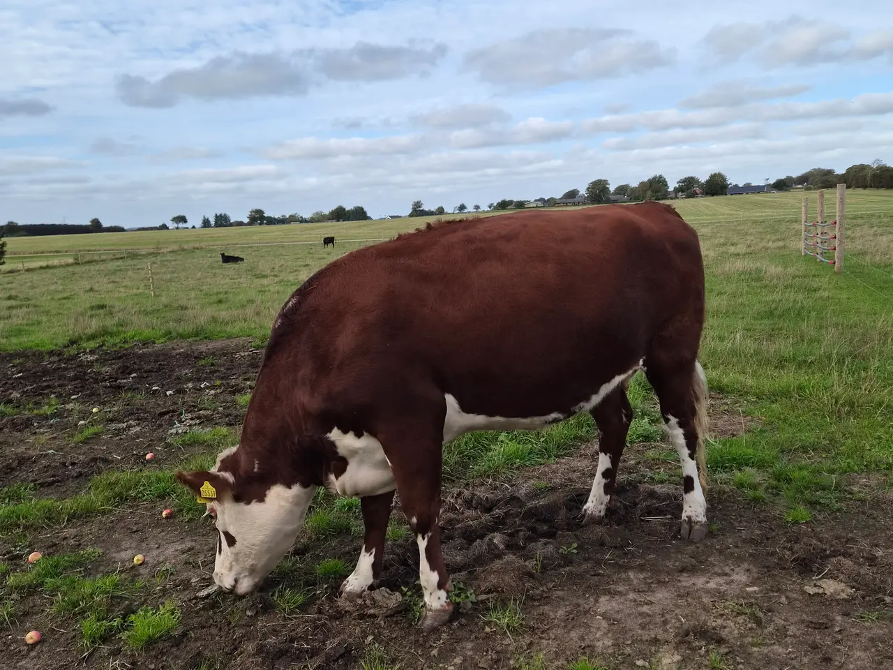 Billede 2 - Hereford/RDM ko - 3 årig håndtam