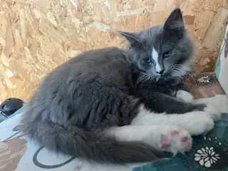 Maine coon/norsk skovkat-hellig Birma 🩵