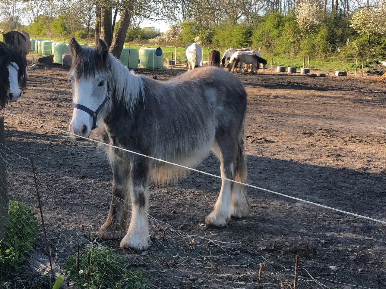 Billede 10 - Irish cob hingsteføl fra maj 2025