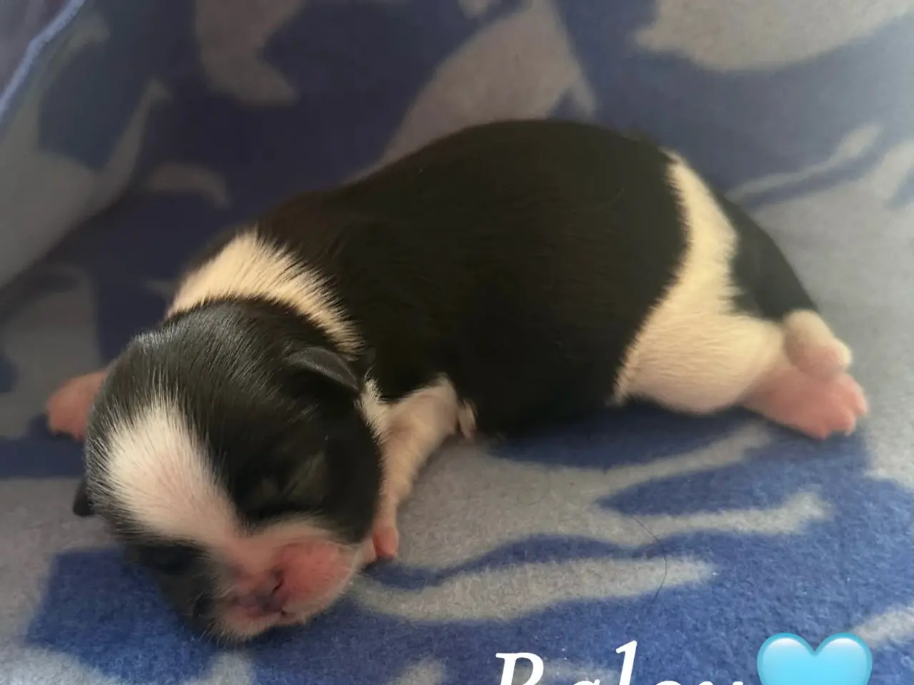 Billede 3 - Lækkerste Shih tzu hvalpe