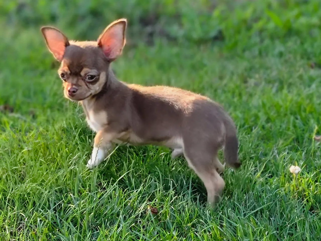 Billede 4 - Chihuahua hvalp