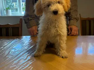 Labradoodle hvalpe