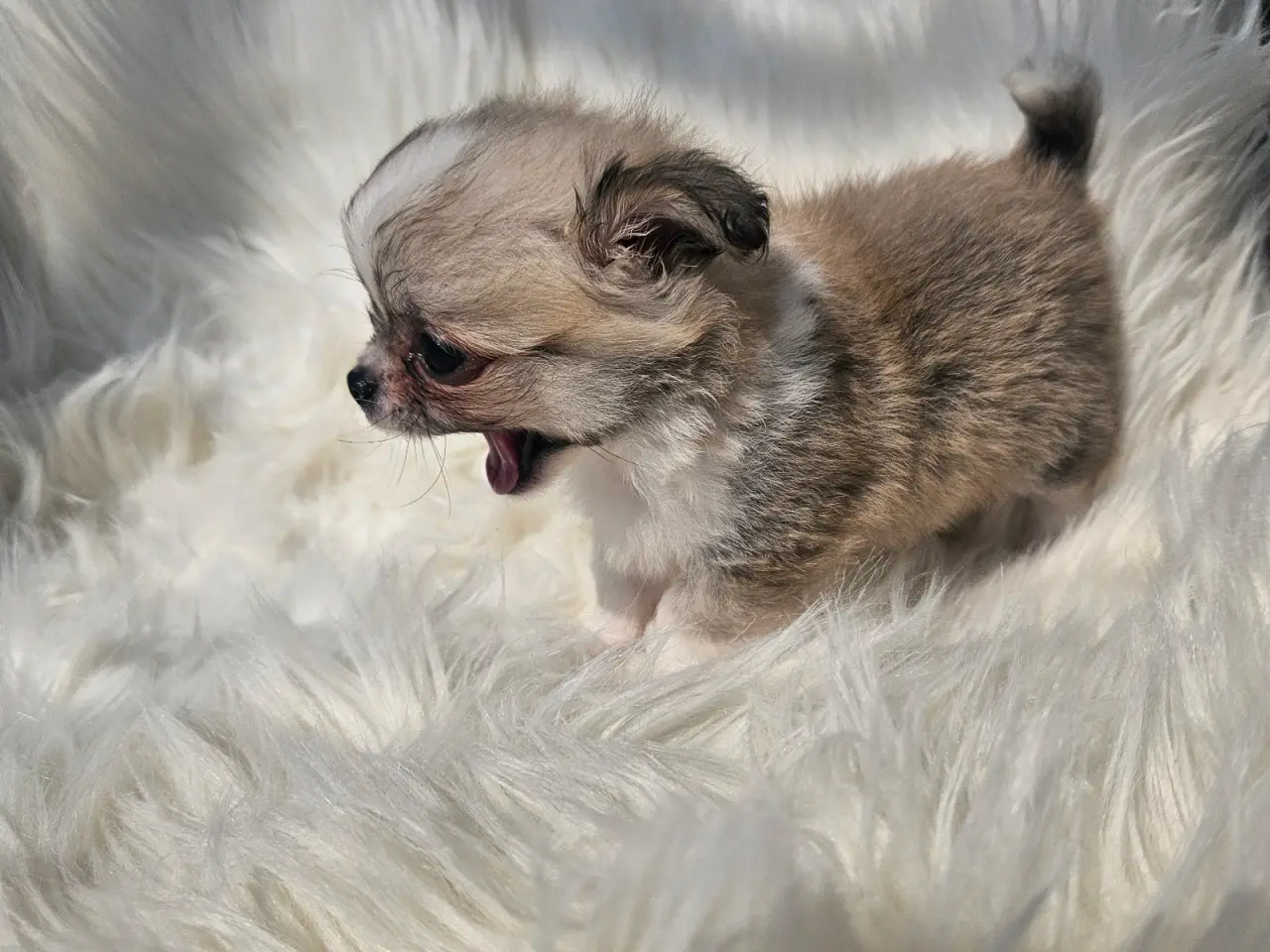 Billede 6 - Lille chihuahua drenge