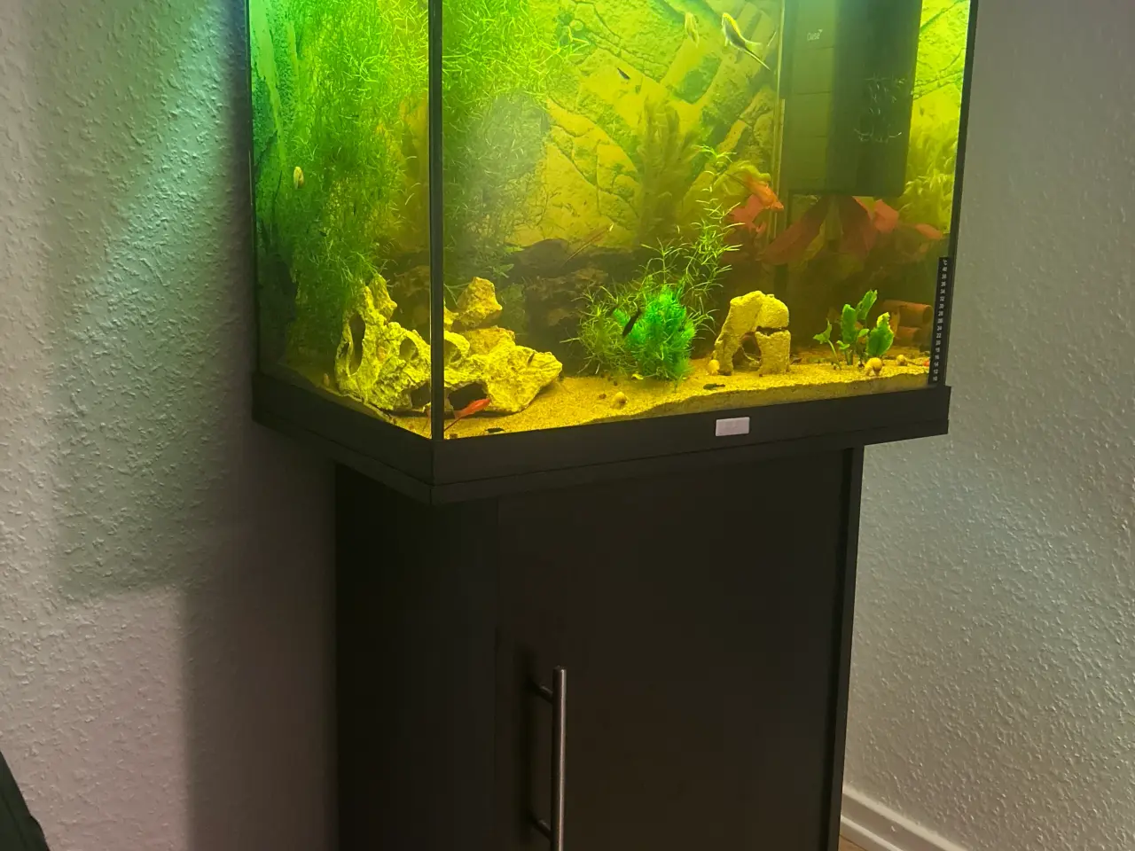 Billede 2 - Juwel akvarium 120 L