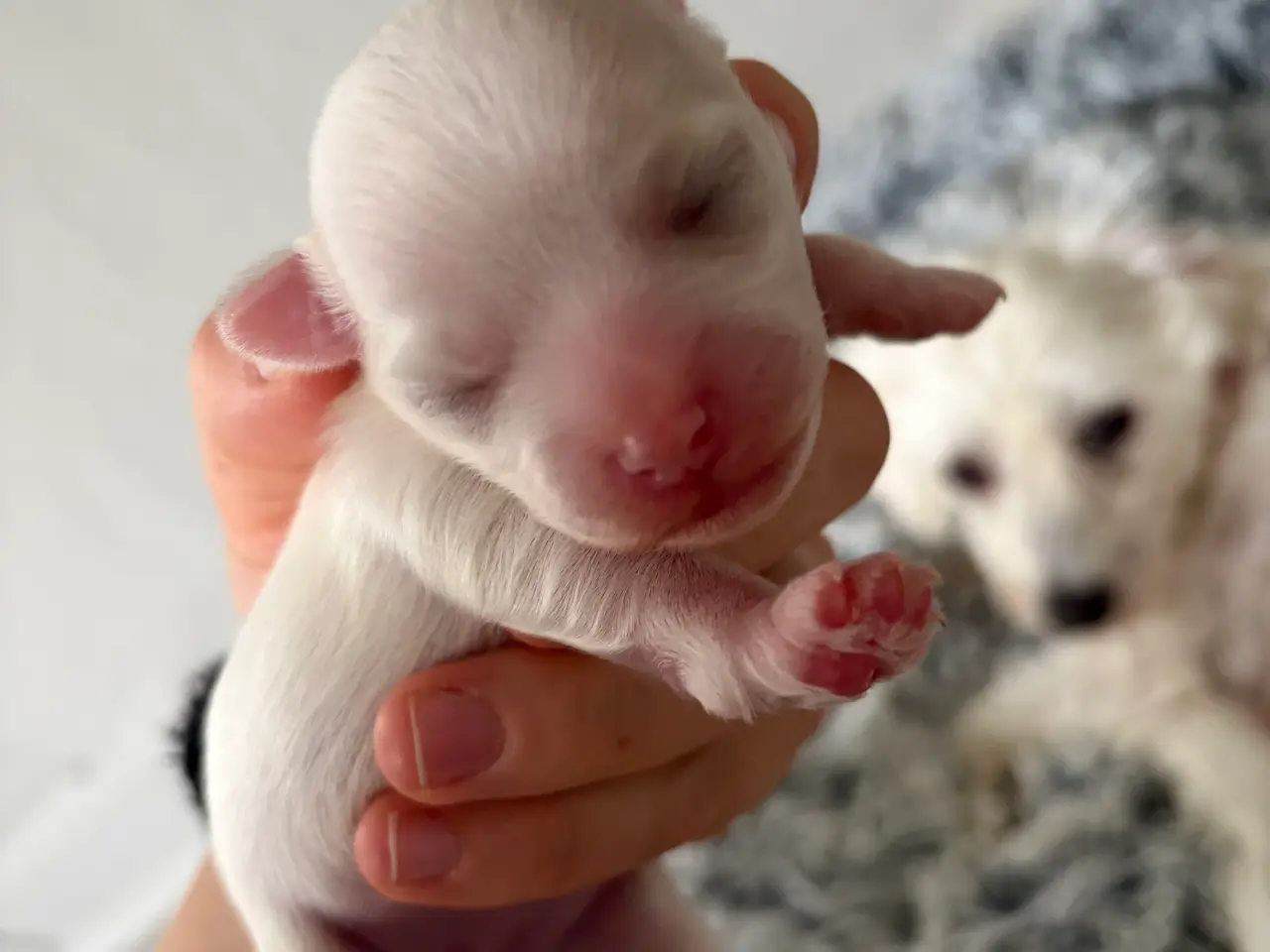 Billede 8 - Malteser hunde hvalpe