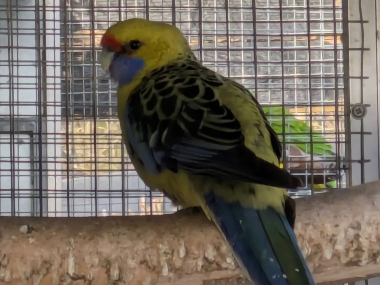 Billede 1 - Gul Rosella 