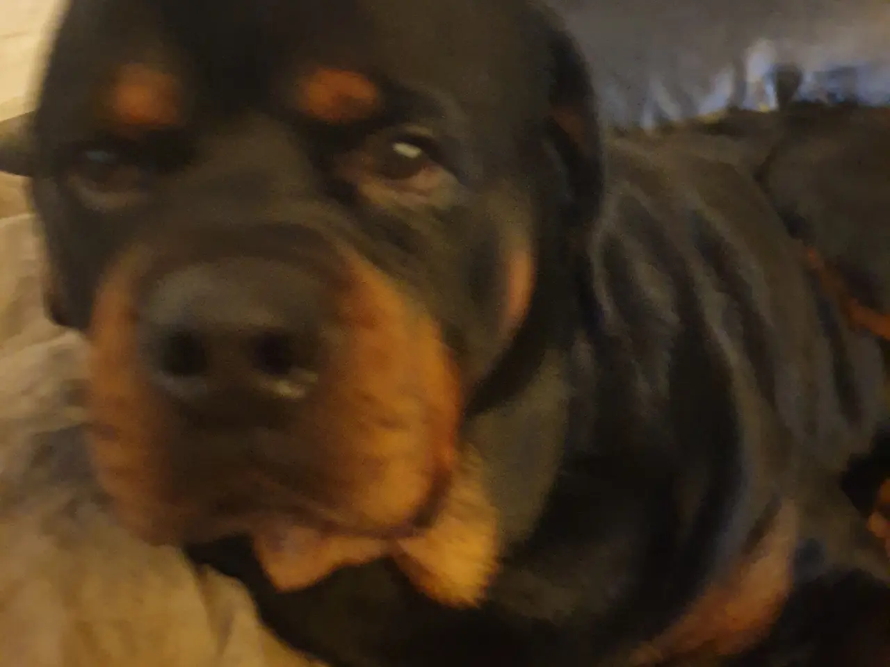 Billede 2 - Rottweiler han med stamtavle tilbydes til avl
