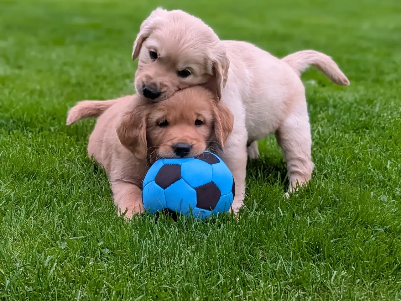 Billede 2 - Golden Retriever Hvalpe