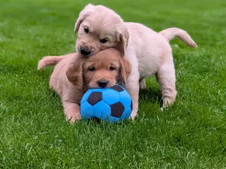 Golden Retriever Hvalpe - 2