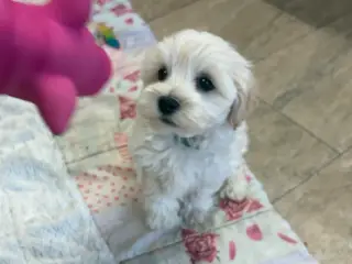Fine mini Maltipoo er rejse klar nu !