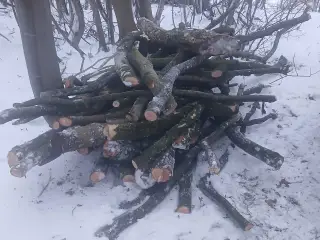 En stak friske grene fra et asketræ