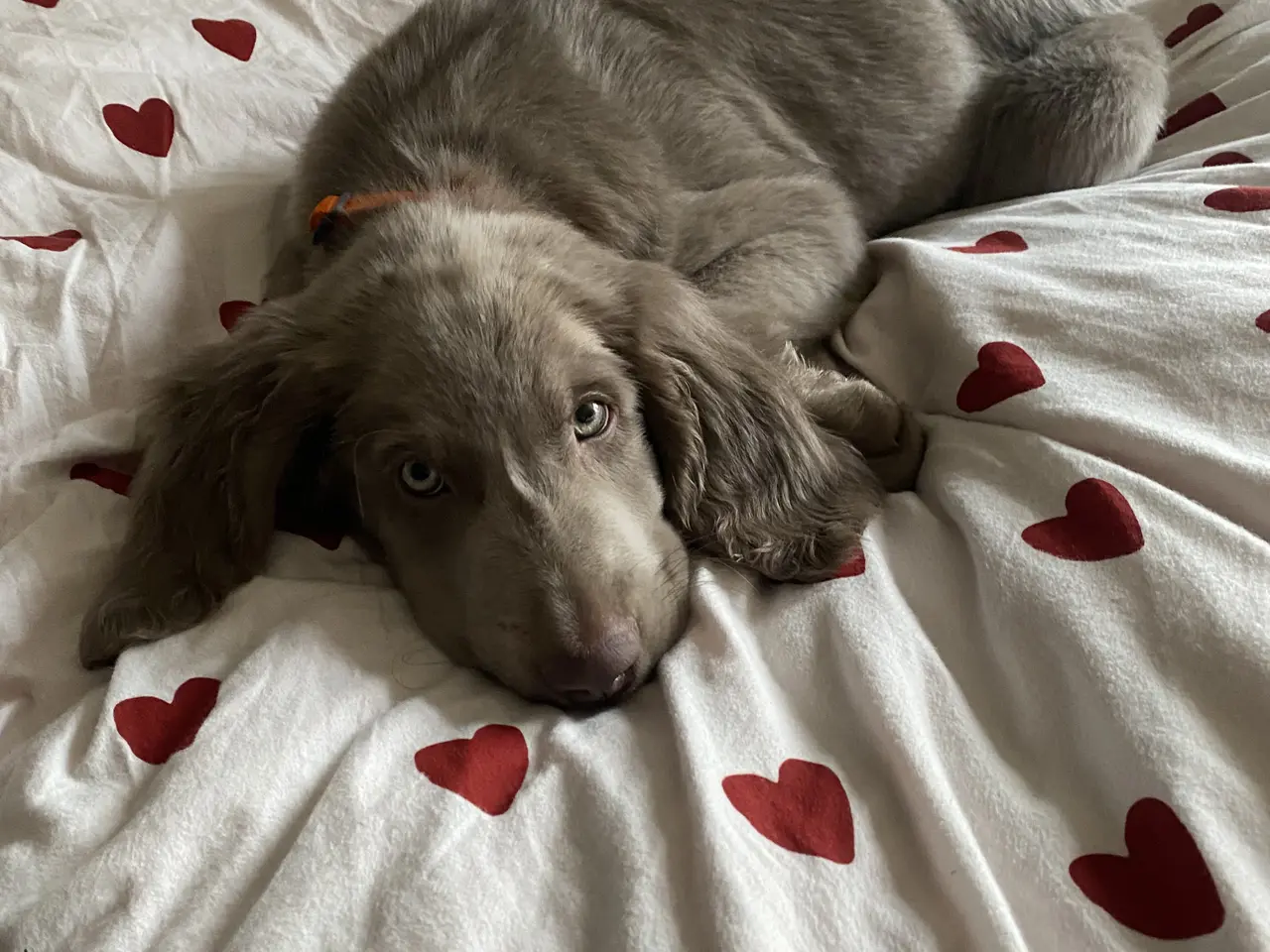 Billede 1 - Langhåret Weimaraner hvalpe