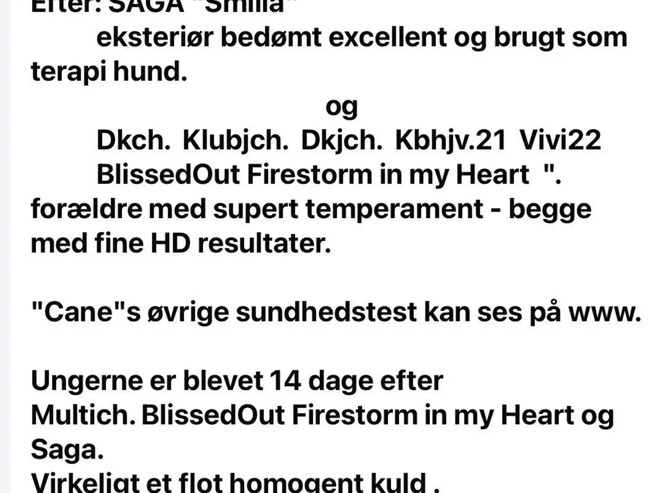 Billede 8 - Storpuddelhvalpe med DKK-stamtavle klar 1. august