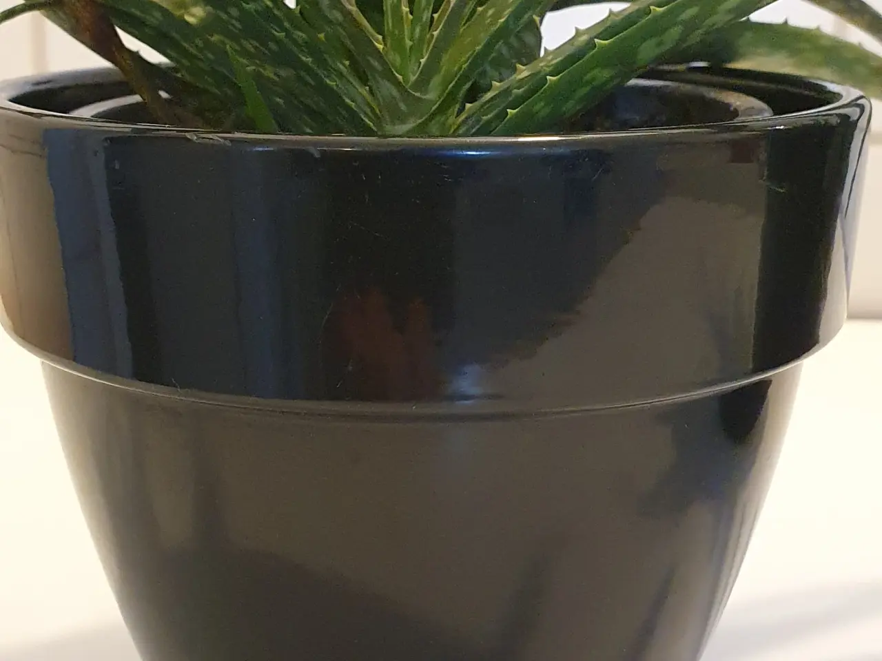 Billede 5 - stueplanter, grønne planter