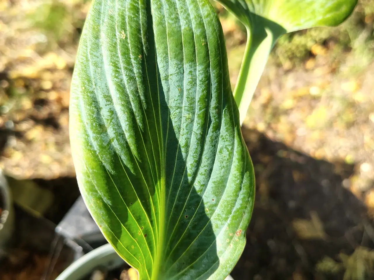 Billede 3 - Forskellige Hosta 