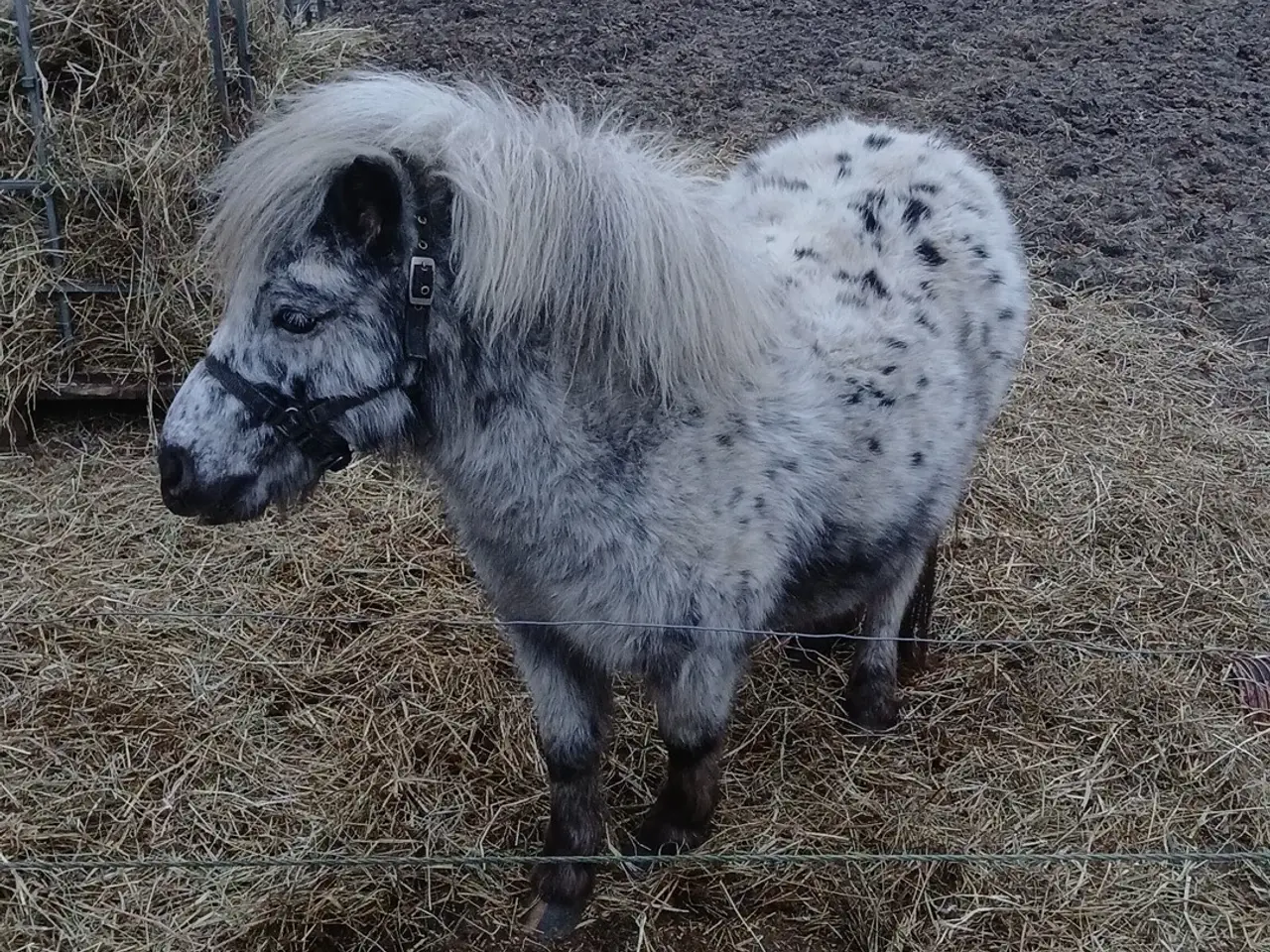 Billede 5 - Ponyer søger nyt hjem.