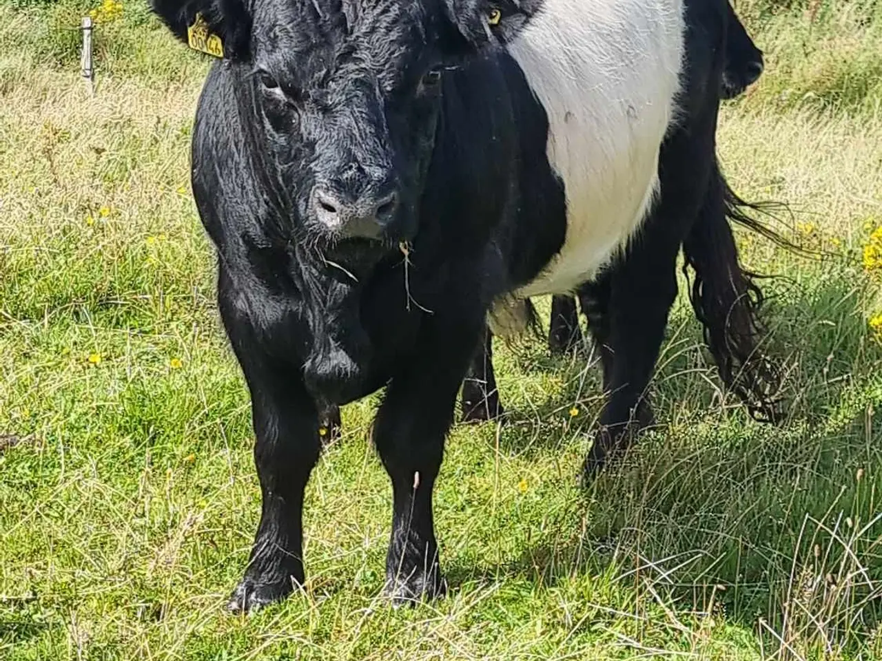 Billede 2 - Rigtig fin Galloway-tyr udlejes
