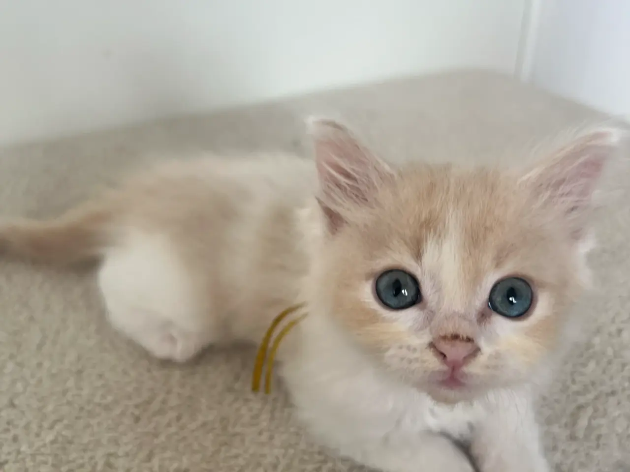 Billede 6 - Ragdoll/maine coon