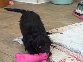 Små virkelig fine mini Cavapoo babyer