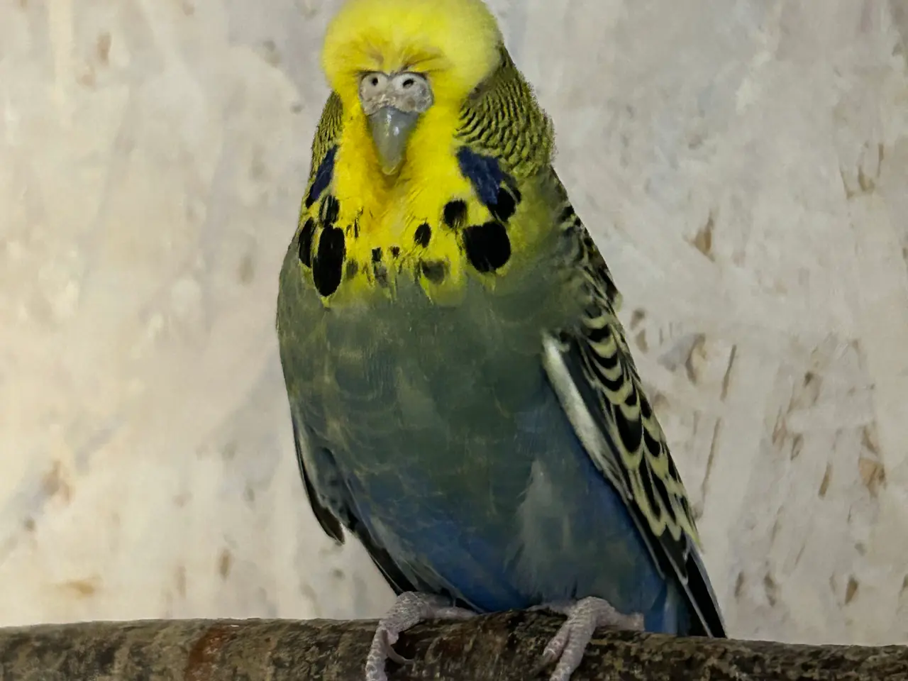 Billede 3 - Engelske undulater
