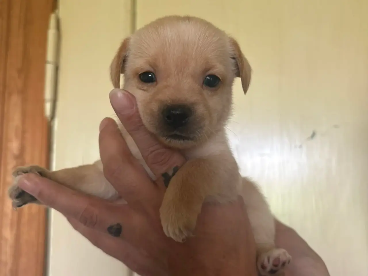 Billede 2 - Dværg pincher/dansk svensk gårdhund blanding.