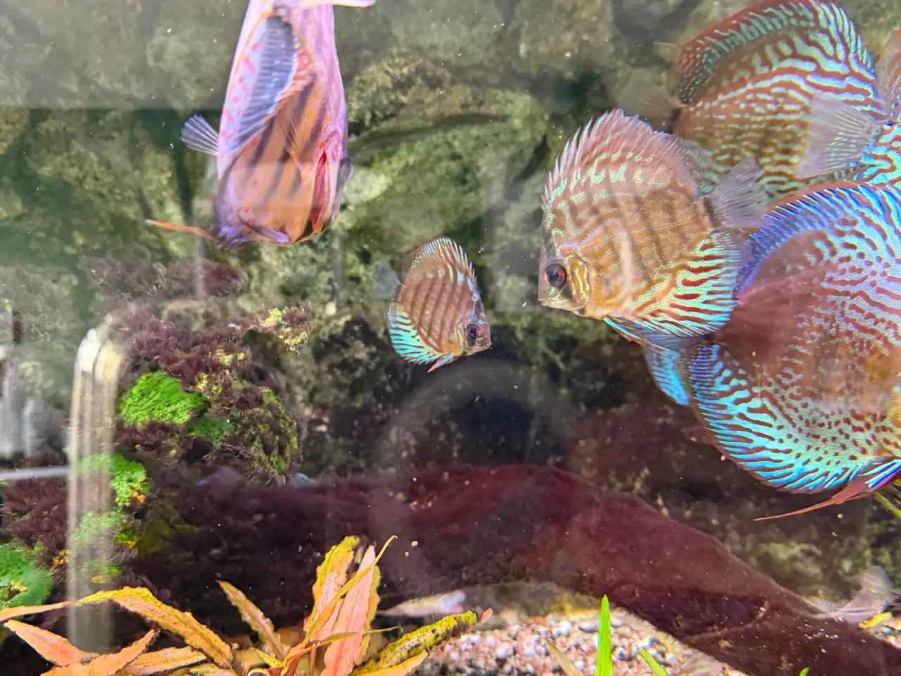 Billede 1 - Discus red turquoise x red spotted green