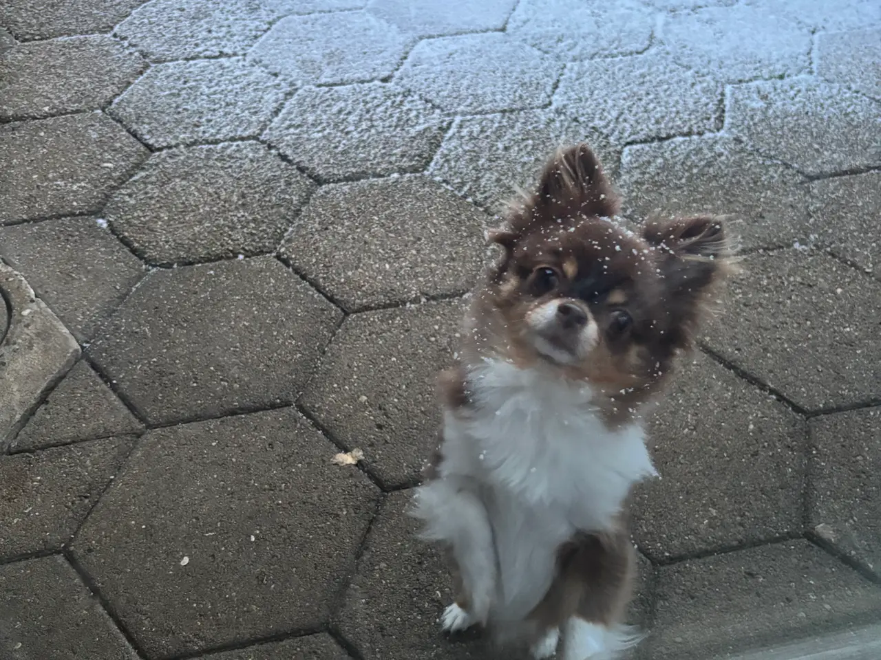 Billede 2 - Chihuahua -Aya 6år