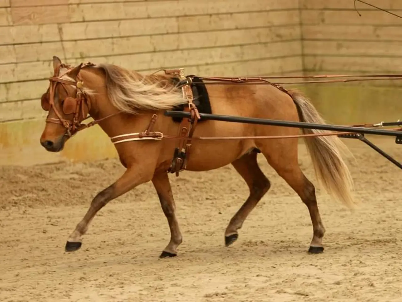 Billede 7 - Amerikanske miniature hingst med fuld stamtavle