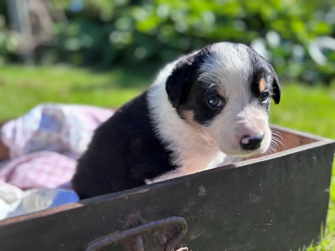 Billede 7 - Border Collie hvalpe