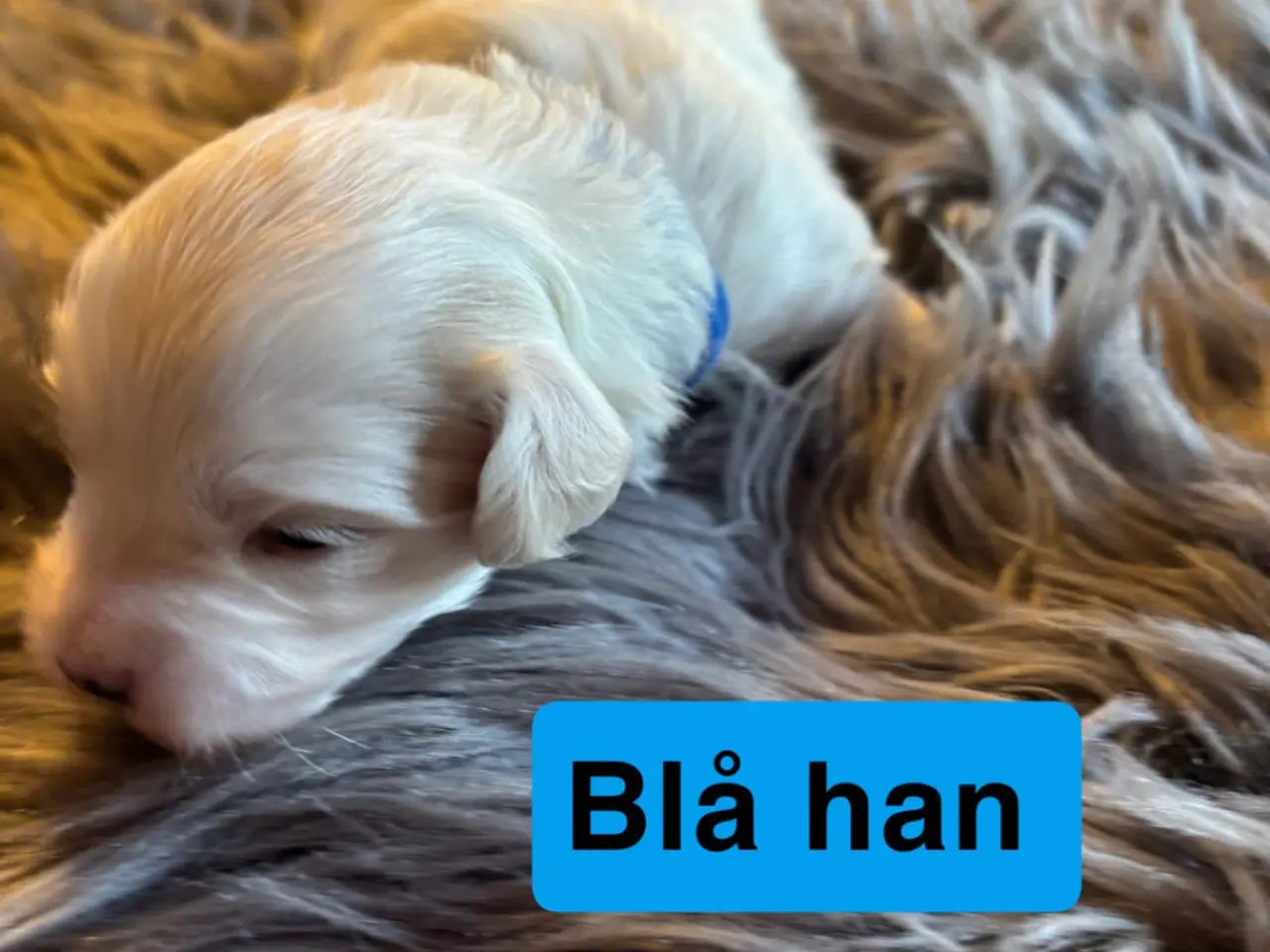 Billede 9 - 🐾Allergivenlige hvalpe søger kærlige hjem🐾