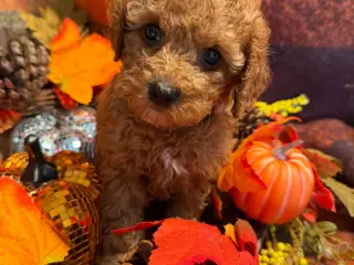 🐾maltipoo miniature August 🐾