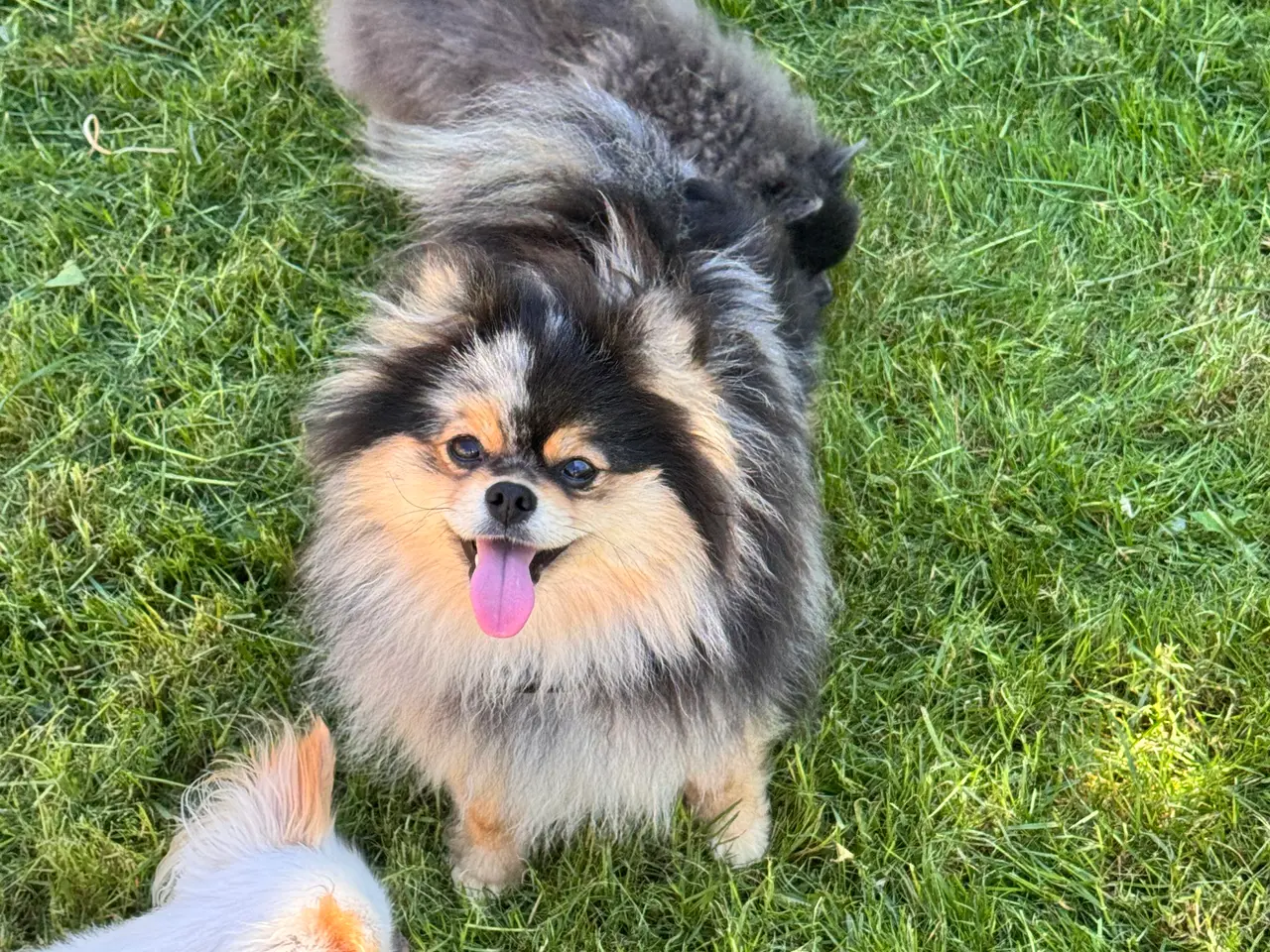Billede 3 - Pomeranian Merle