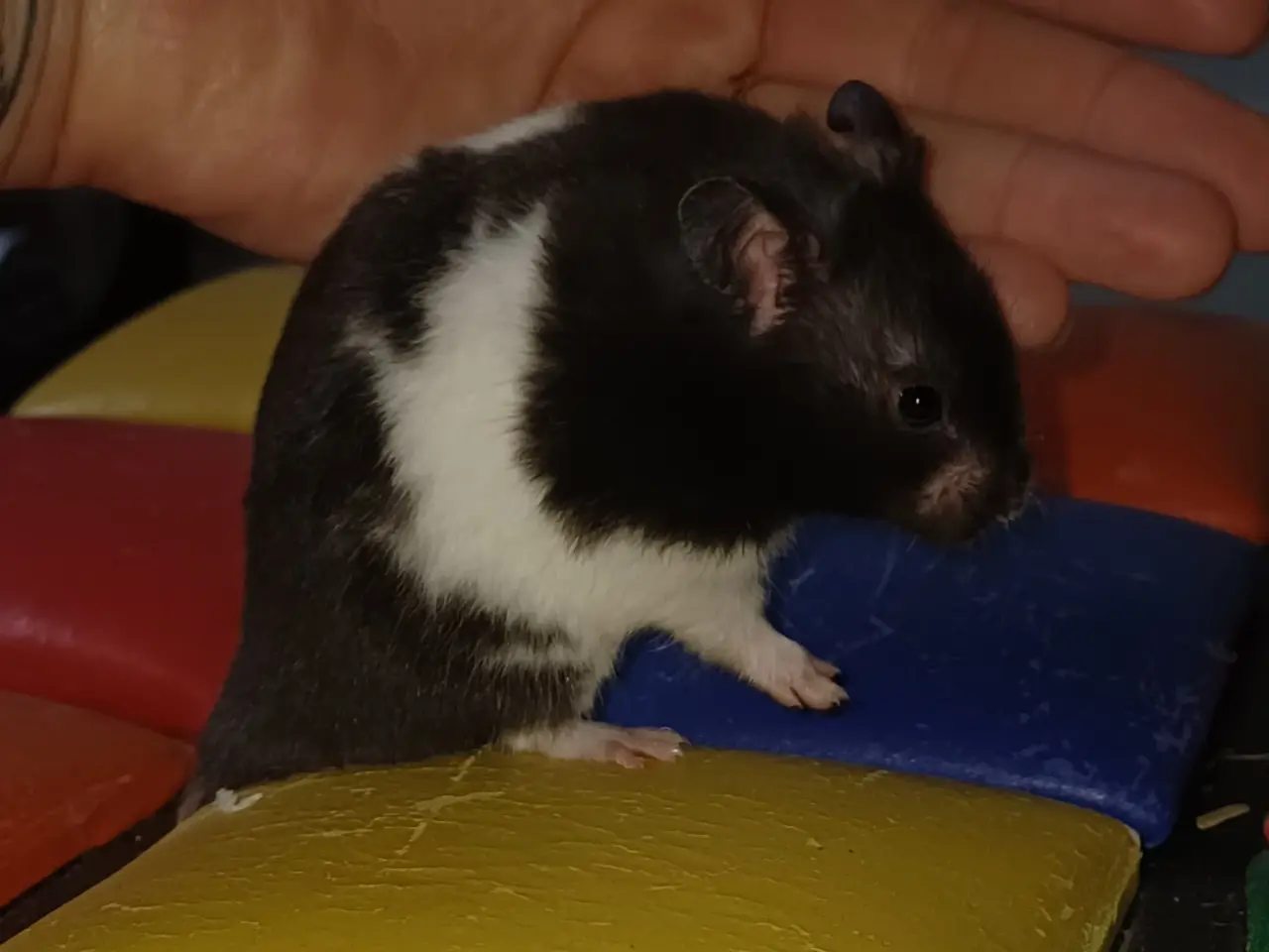 Billede 20 - Guldhamster unger (korthårede)