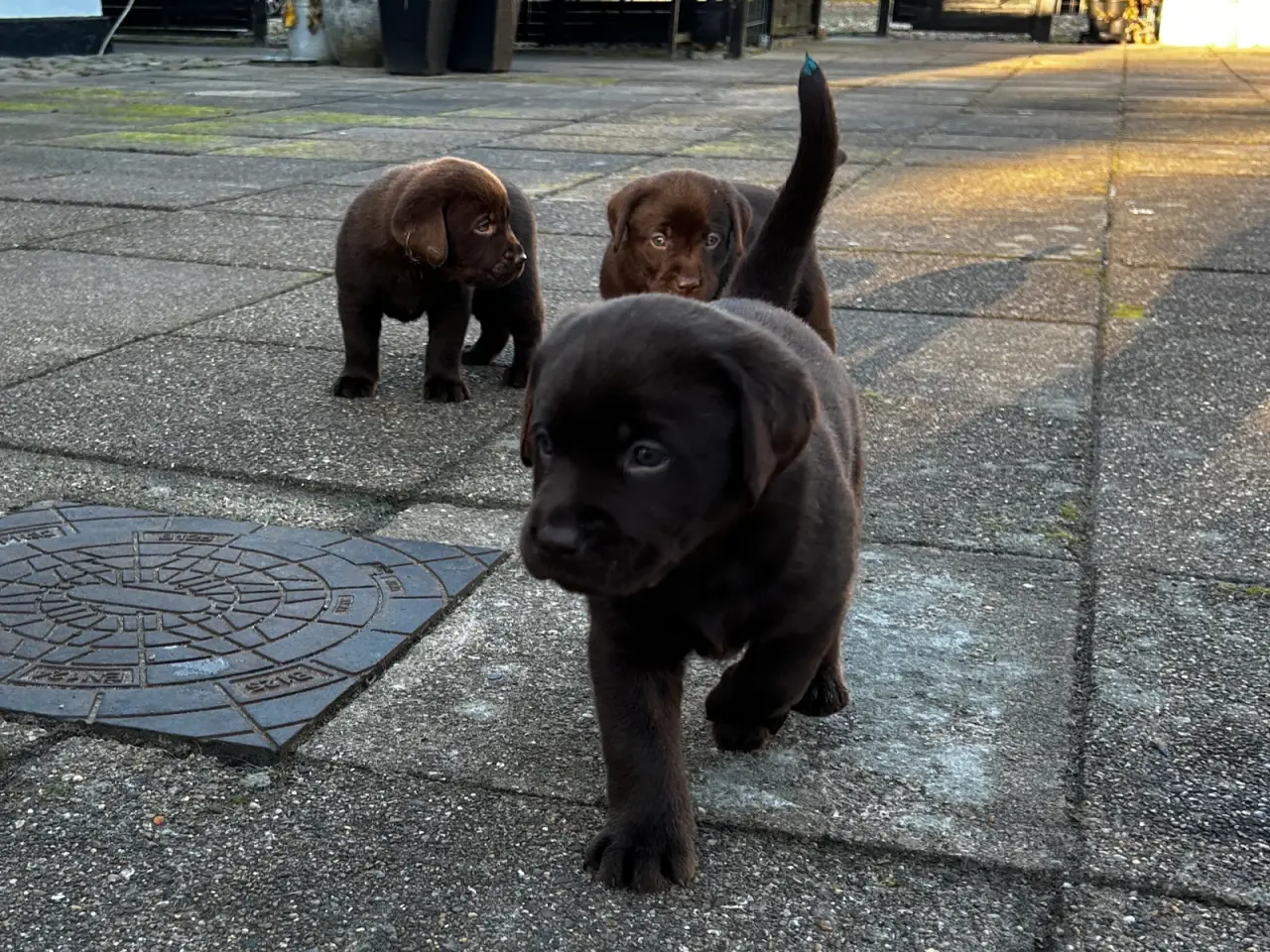 Billede 3 - Brune han labrador hvalpe