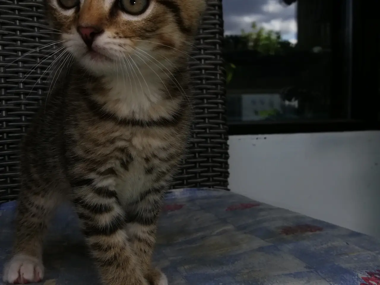 Billede 2 - Tiger – charmerende Scottish Fold han søger kærlig