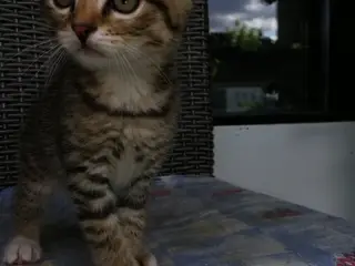 Tiger – charmerende Scottish Fold han søger kærlig - 2