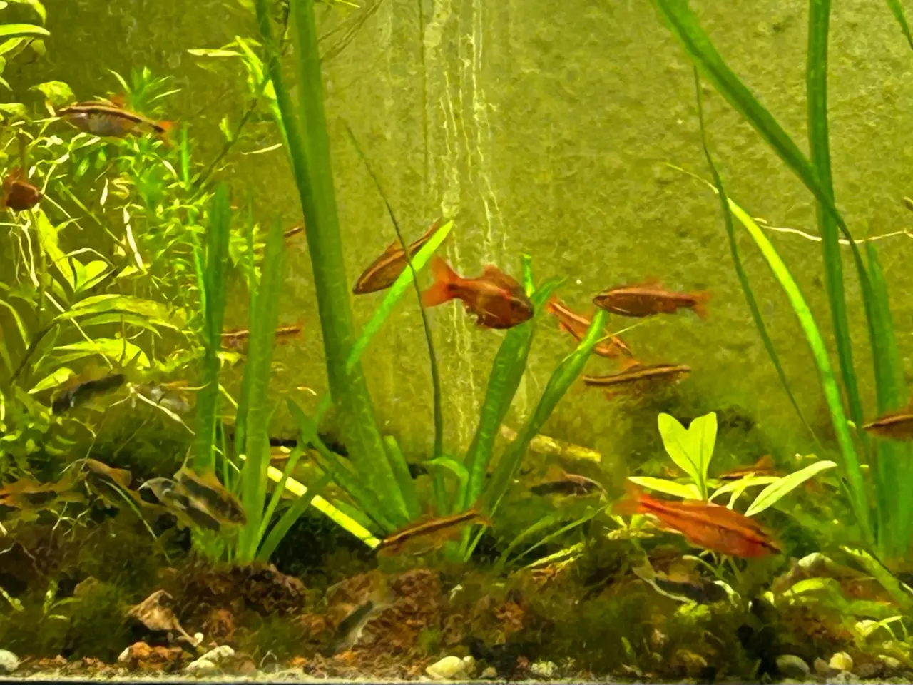 Billede 3 - 🍒🐟 Smukke Kirsebær Barber 🚨 Rolige akvariefisk